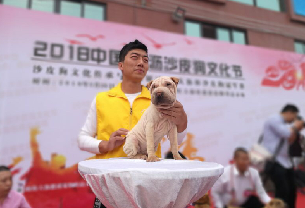 文化节上展示的沙皮狗。